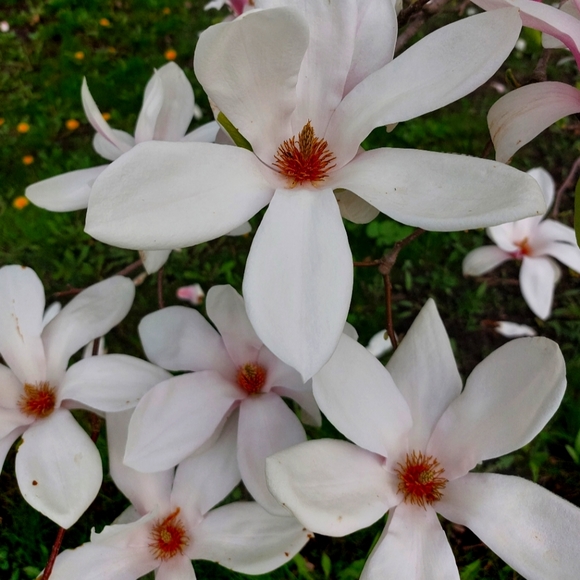 Meet your Posher, Kimberly - Picture 1 of 2